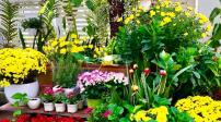 10 mẫu thiết kế sân vườn phù hợp cho mùa xuân