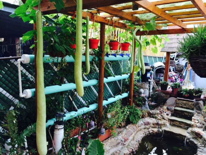 Giàn bầu quả to và dài độc đáo này được anh Vũ xin cây giống và đem về trồng sát hàng rào, ngay cạnh hồ cá, chỉ tưới nước hàng ngày chứ không có bí quyết gì đặc biệt ngoại thất nhà đẹp