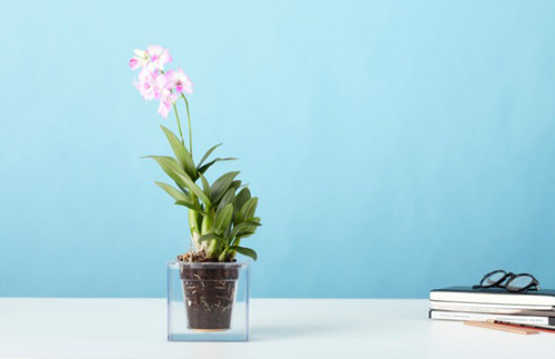 Giá của bình cây trong suốt này là 40USD, nó sẽ giúp bạn quan sát được tình trạng của đất (cằn cỗi, thừa thiếu nước...) để có cách chăm sóc phù hợp cây cảnh