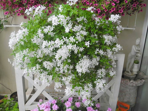 Vẻ đẹp khó cưỡng của ban công tràn ngập hoa8 Hoa lobelia
