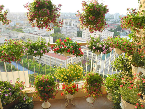 Vẻ đẹp khó cưỡng của ban công tràn ngập hoa1 Ở ban công 8m2, chủ nhân đã đặt được 20 chậu hoa