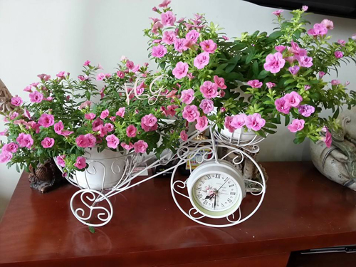 Vẻ đẹp khó cưỡng của ban công tràn ngập hoa9 chị Giang trồng thêm dừa cạn