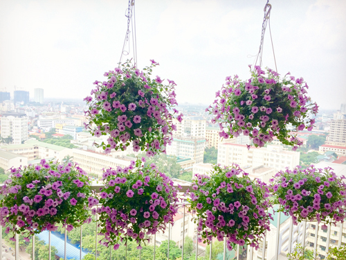Vẻ đẹp khó cưỡng của ban công tràn ngập hoa một vườn hoa xinh xắn.