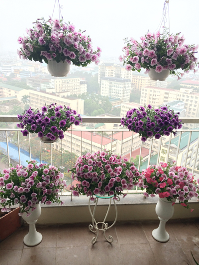 Vẻ đẹp khó cưỡng của ban công tràn ngập hoa3 dạ yến thảo được chị Giang thích và trồng nhiều nhất.