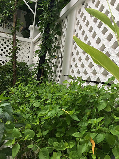 Vườn rau xanh mướt trong biệt thự triệu đô của Thủy Tiên - Công Vinh1 Gia đình làm vườn, trồng rau