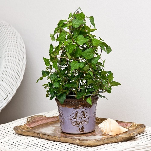 Cây thường xuân cây cảnh lọc không khí