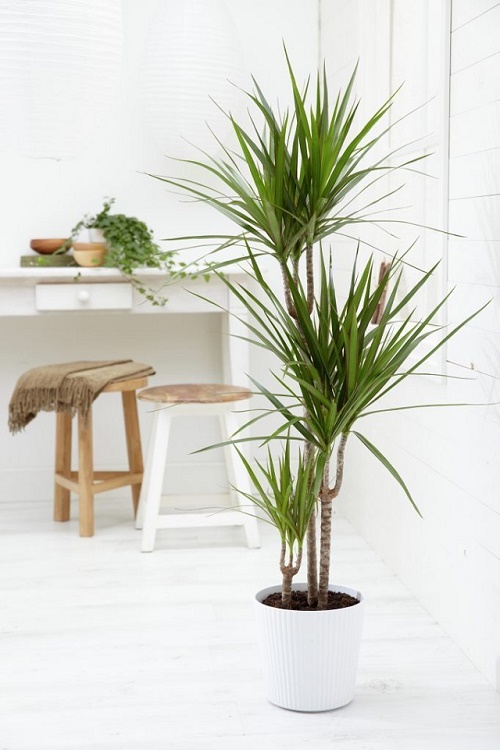 Long huyết hấp thụ những chất độc gây hại cho sức khỏe con người cây xanh lọc khí
