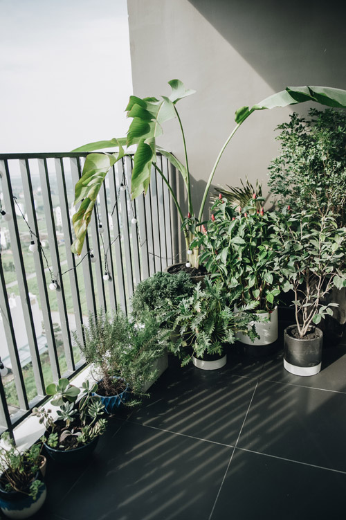 Một vườn cây nho nhỏ được sắp xếp gọn gàng đem thêm màu xanh cho căn nhà Ban công