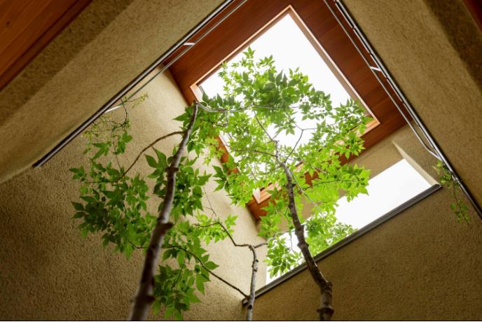 Những khóm cây đâm thẳng lên tầng 2 tạo không gian xanh mát cho ngôi nhà Thiết kế nhà độc đáo