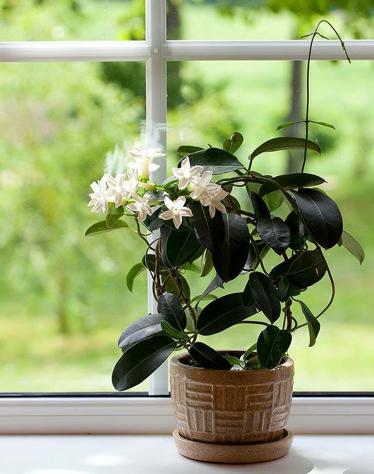 Cây trồng trong phòng ngủ: Không chỉ là loài thảo mộc đáng yêu, mềm mại với dảng rủ, hương thơm của cây hoa nhài còn giúp giảm lo lắng, căng thẳng để có giấc ngủ ngon và sâu hơn. Ngoài ra, nhài còn tăng cường ham muốn gối chăn. cây trồng trong phòng ngủ