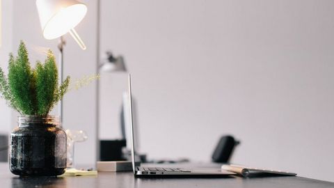 Chọn cây phong thủy để bàn cũng cần theo lĩnh vực nghề nghiệp, công việc. Ảnh minh họa Chọn cây phong thủy để bàn
