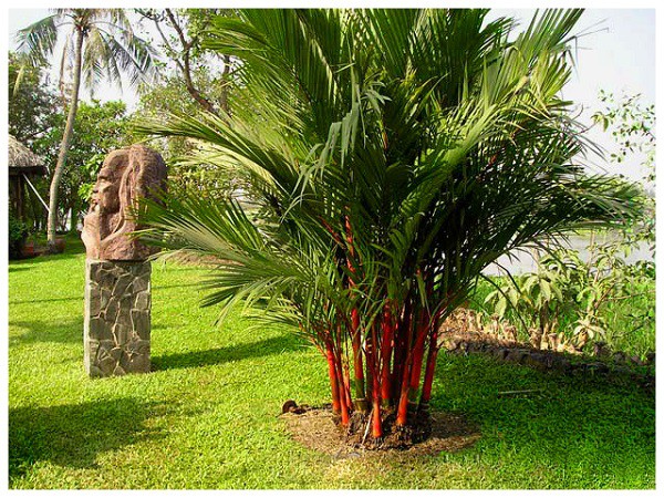 Trồng cau cảnh, dừa cảnh trước cửa vừa giúp thanh lọc không khí vừa có lợi cho sức khỏe trồng cau cảnh trước cửa