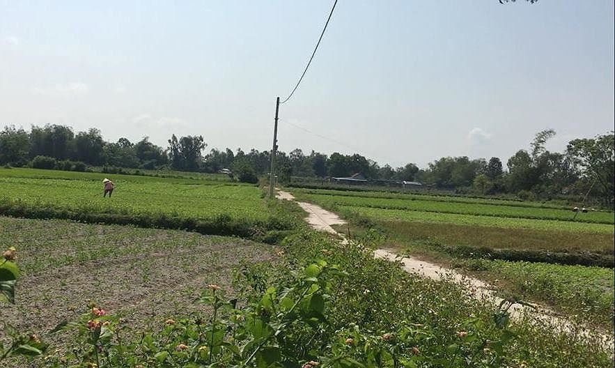 Cánh đồng của thôn Nam Sơn mà theo môi giới tiết lộ sẽ nằm gầ một dự án khu tái định cư cánh đồng thông Nam Sơn