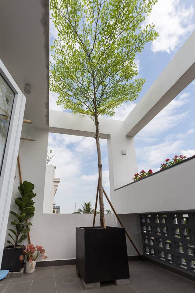 Cây xanh trồng trên sân thượng Cây cối trên sân thượng